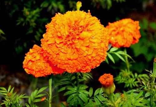 マリーゴールド ７月１８日の誕生花 花言葉 由来 笼岛 みどり Garden Manage 植物の世話 プサディーの庭 花