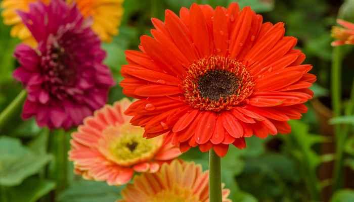 輝かしい 希望 夢 未来 の花言葉をもつ花 笼岛 みどり Garden Manage 植物の世話 プサディーの庭 花