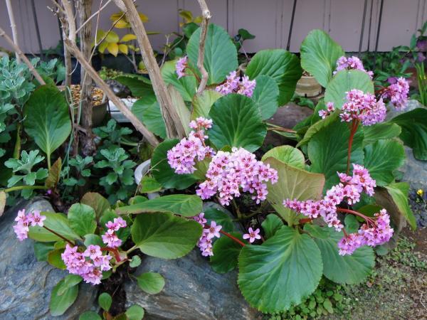 ヒマラヤユキノシタの育て方 玲儿 Garden Manage 植物の世話 プサディーの庭 花