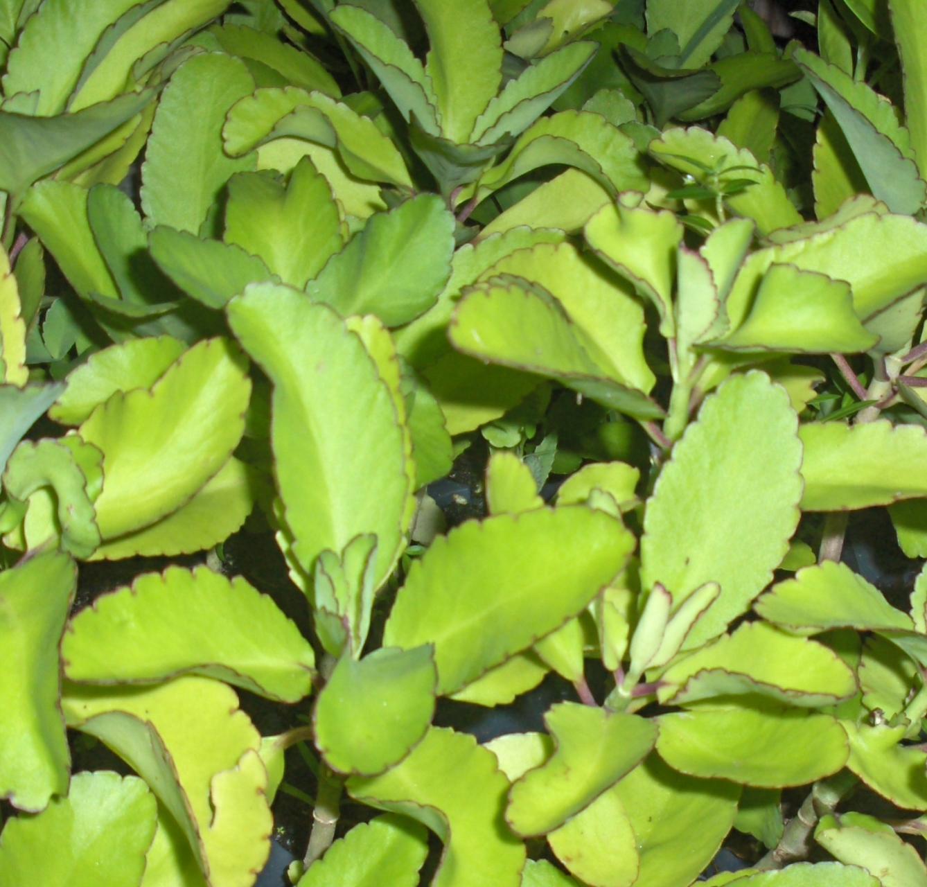 Succulent Kalanchoe Pinnata Miracle Leaf Plant Bryophyllum Pinnatum
