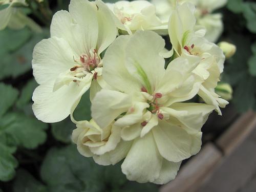 ゼラニウム 花言葉 由来 意味 笼岛 みどり Garden Manage 植物の世話 プサディーの庭 花