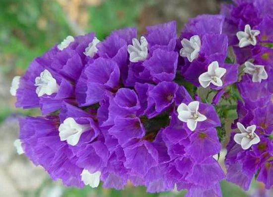 スターチス リモニウム 花言葉 由来 意味 笼岛 みどり Garden Manage 植物の世話 プサディーの庭 花