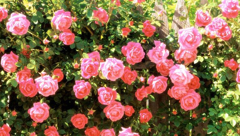 ツルバラ 蔓薔薇 つるバラ ７月３１日の誕生花 花言葉 由来 笼岛 みどり Garden Manage Gfinger Es La App De Jardineria Mas Profesional