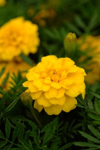 マリーゴールドの特徴と種類 玲儿 Garden Manage 植物の世話 プサディーの庭 花