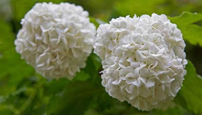 ビバーナム スノーボール ７月２７日の誕生花 花言葉 由来 笼岛 みどり Garden Manage Cuidado De Las Plantas Jardin De Pusadee Flor