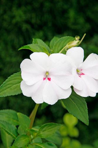 ニューギニア インパチェンスのの特徴と種類 玲儿 Garden Manage 植物の世話 プサディーの庭 花