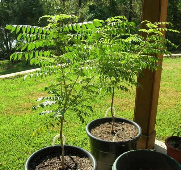Neem Tree Information Learn How To Grow A Neem Tree Dummer Garden Manage Gfingerは最もプロフェッショナルなガーデニングappです