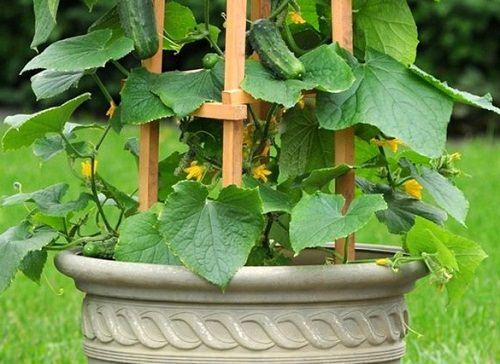 Growing Cucumbers Vertically How To Grow Cucumbers In Small