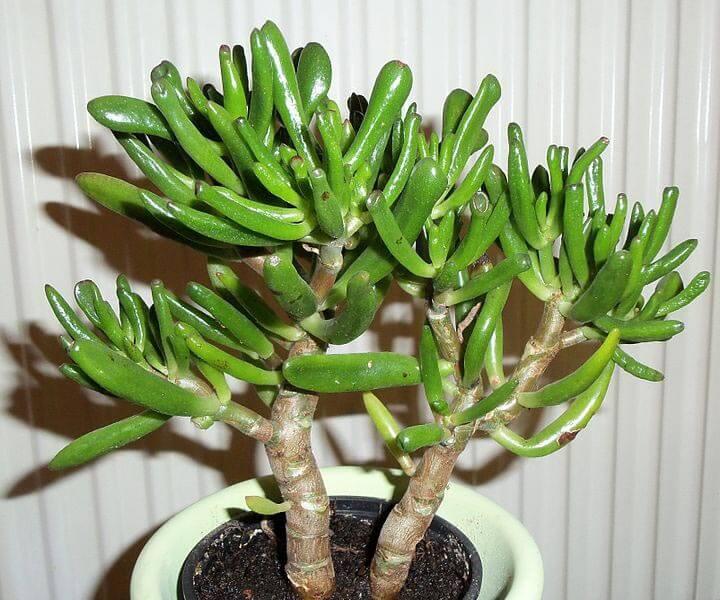 Starostlivosť o rastliny Crassula ovata nefrit