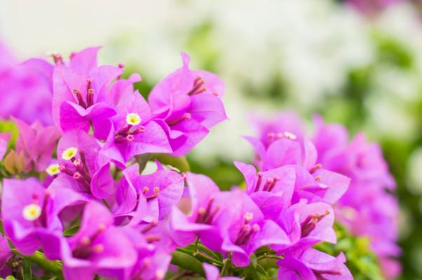 ブーゲンビリア ７月２３日の誕生花 花言葉 由来 笼岛 みどり Garden Manage 植物の世話 プサディーの庭 花