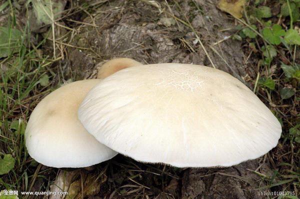 Soil Types For Growing Mushrooms Miss Chen Garden Manage
