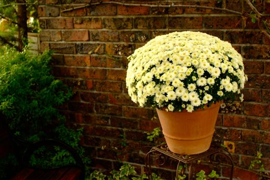 ポットマム 洋菊 の特徴と種類 玲儿 Garden Manage Gfingerは最もプロフェッショナルなガーデニングappです