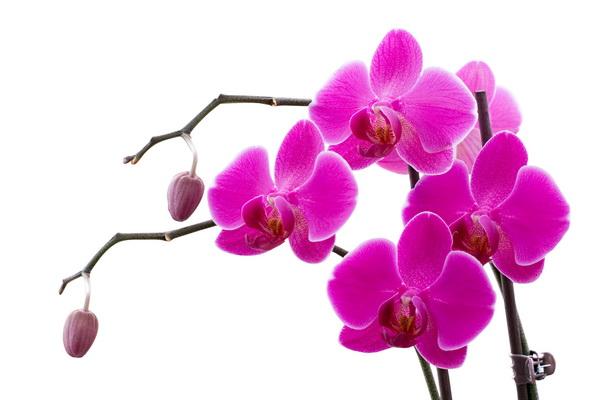 How To Transplant Orchids Miss Chen Garden Manage Gfinger Is
