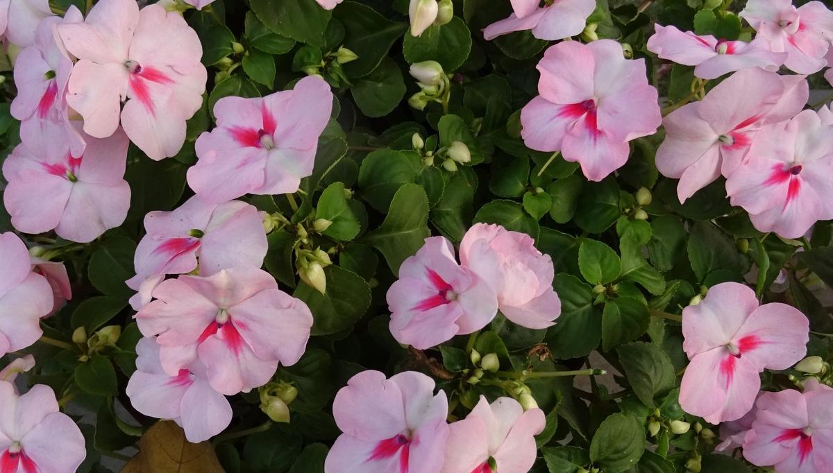 ホウセンカ 鳳仙花 ８月２７日の誕生花 花言葉 由来 笼岛 みどり Garden Manage 식물 관리 Pusadee의 정원 꽃