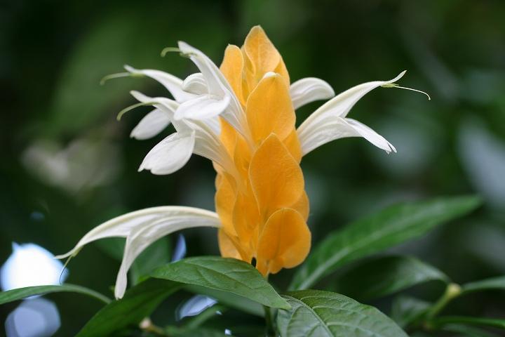パキスタキス ルテア ８月１１日の誕生花 花言葉 由来 笼岛 みどり Garden Manage Gfingerは最もプロフェッショナルなガーデニングappです