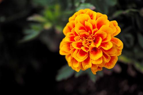 マリーゴールド ７月１８日の誕生花 花言葉 由来 笼岛 みどり Garden Manage Gfingerは最もプロフェッショナルなガーデニングappです