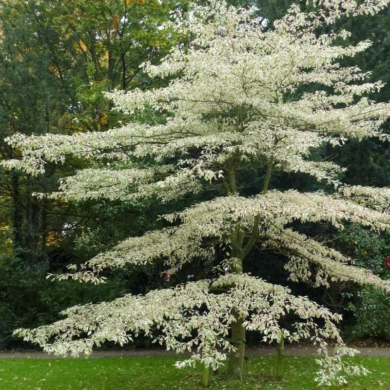  Wedding  Cake  Dogwood Information For Growing  A Giant 