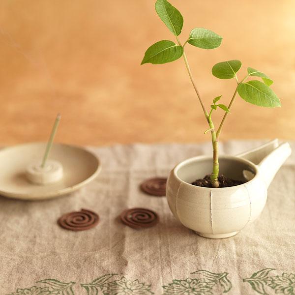 100円ショップの コーヒーの木 植え替えと管理方法って 観葉植物 笼岛 みどり Garden Manage 植物 の世話 プサディーの庭 花