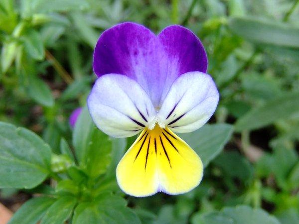 Ex. Co. Durham, England SEEDS Viola tricolor 'Heartsease' 200