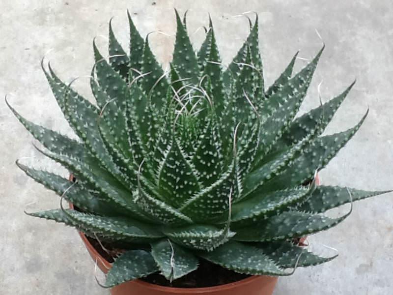 How to Grow and Care for a Lace Aloe (Aloe aristata) - Dummer. ゛☀ - Garden Manage - GFinger is the best garden manage app