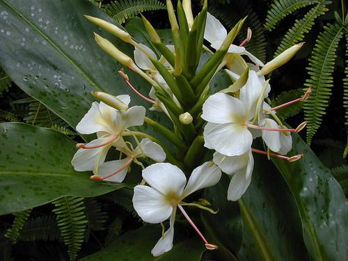 ジンジャー ７月１６日の誕生花 花言葉 由来 笼岛 みどり Garden Manage 植物の世話 プサディーの庭 花