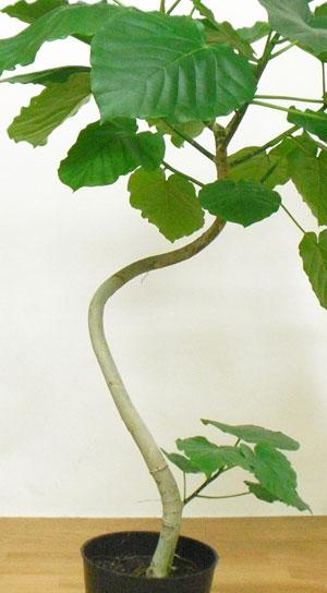 観葉植物 フィカス ウンベラータ の植え替えをしよう 笼岛 みどり Garden Manage 植物の世話 プサディーの庭 花