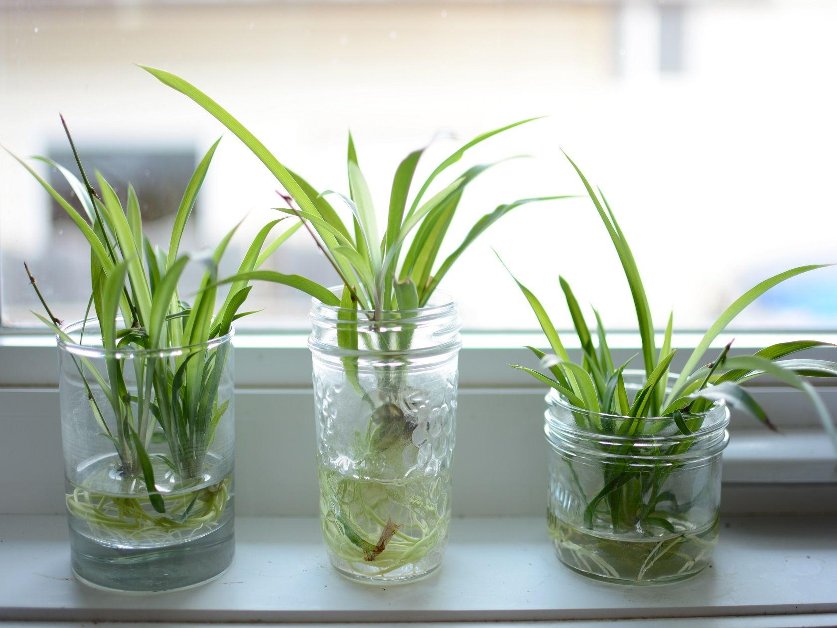 Spider Plant Water Cultivation: Can You Grow Spider Plants In Water