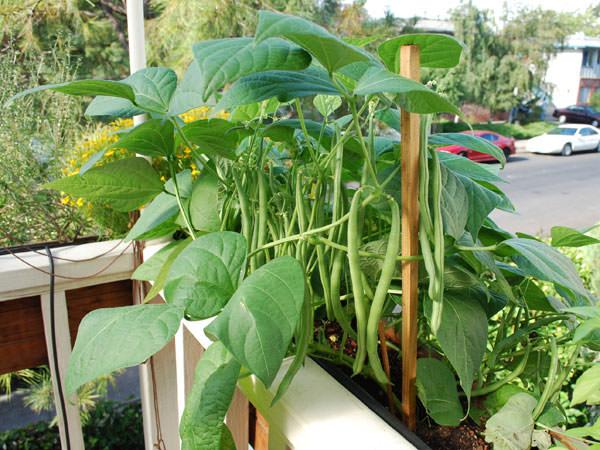 Container Vegetable Gardening, How To Make A Potted Vegetable Garden