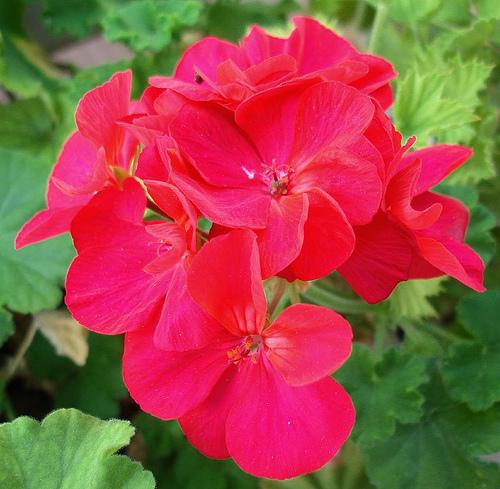 幸せを呼ぶ 幸福 の花言葉をもつお花 笼岛 みどり Garden Manage 植物の世話 プサディーの庭 花
