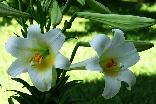 テッポウユリ 鉄砲百合 ７月１３日の誕生花 花言葉 由来 笼岛 みどり Garden Manage Cuidado De Las Plantas Jardin De Pusadee Flor