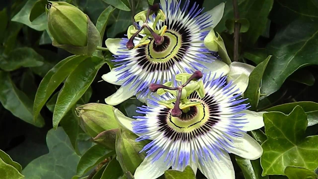 Passiflora Caerulea Blue Passion Flower Dummer Garden Manage Gfinger Es La App De Jardineria Mas Profesional