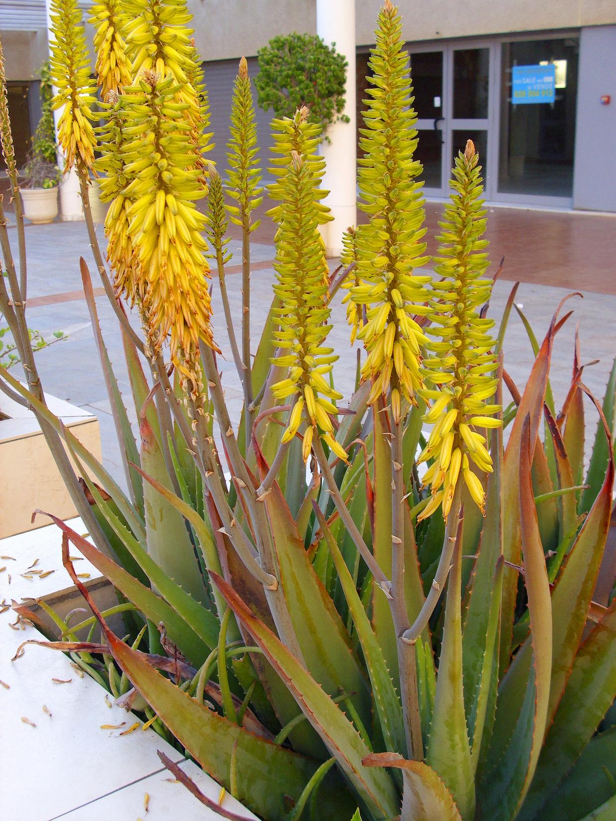 Tricks for Getting your Indoor Aloe Vera Plant to Bloom - Dummer. ゛☀
