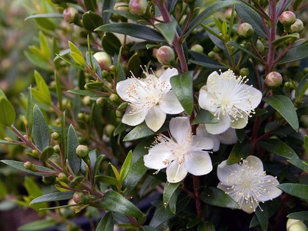 Chilean Myrtle Care: Tips On Growing Chilean Myrtle Plants - Dummer. ゛☀ ...