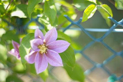 クレマチス テッセン 花言葉 由来 意味 笼岛 みどり Garden Manage 식물 관리 Pusadee의 정원 꽃