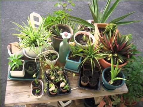 Propagating Spiderettes Learn How To Root Spider Plant Babies Dummer Garden Manage Gfinger Is The Best Garden Manage App,How Do Birds Mate And Fertilize Eggs