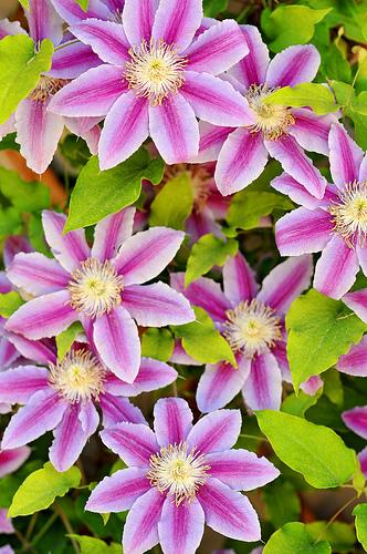 クレマチス テッセン 花言葉 由来 意味 笼岛 みどり Garden Manage 식물 관리 Pusadee의 정원 꽃