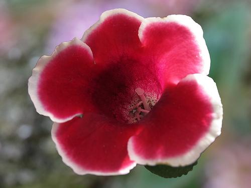 グロキシニア ７月１０日の誕生花 花言葉 由来 笼岛 みどり Garden Manage Gfingerは最もプロフェッショナルなガーデニングappです
