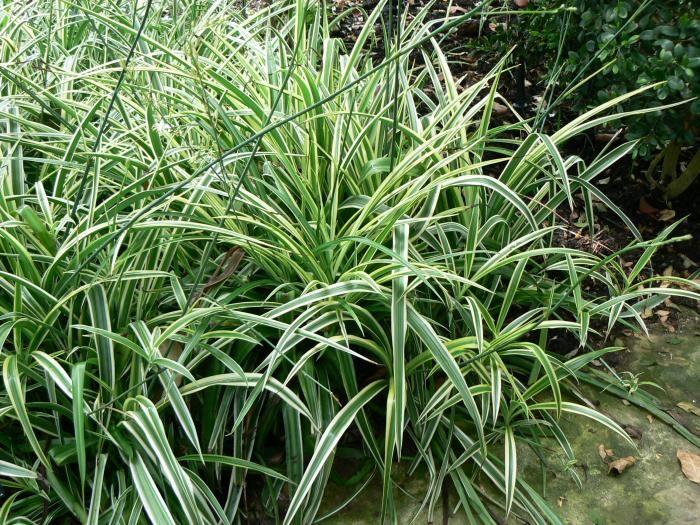Spider Plants And Cats Why Are Cats Eating Spider Plant Leaves And Can It Be Harmful Dummer Garden Manage Gfinger Es La App De Jardineria Mas Profesional,What Is Pectin Used For