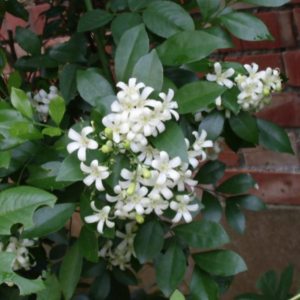  #驱蚊植物#   #七里香花语#  是：爱的俘虏。夏天时会开出带有浓郁香气的白色小花。