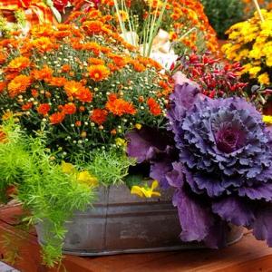 Fall Container Wow in 3 Easy Steps