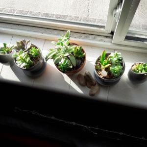 An overview of all of my windowsill succulents!