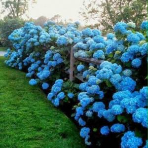 Amazing how  #hydrangeas   can blossom in so many different vibrant colours！