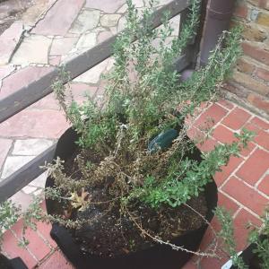 Help! My purple texas sage bushes arent doing well and I cant figure out why. Soul reads 7.2 ph