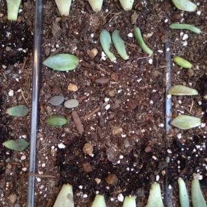  #Propagation  in general i have 73 propagating succulent babies🌱🌵💚
