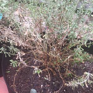 Help! My purple texas sage bushes arent doing well and I cant figure out why. Soul reads 7.2 ph