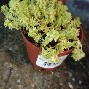 Help with wilting sedum? Recently it hasn't been looking very healthy, I've only watered it once but did I overwater it? It's in an area where it gets plenty of light but it's not direct. Advice please?