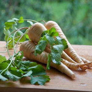 What Is Parsley Root: Tips On Growing Parsley Root