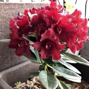 Rhododendron# Blackmagic
