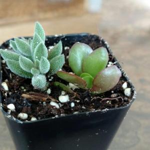 Help identifying these tiny cacti and succulents? The man that sold them called the flat tall one a Penny Jade but I can't find any reference to that name online. Also I suspect the flat green one with the red trim is a Paddle Plant but its so young I can't tell. I definitely need help identifying the Cacti and the other succulent. Thank you!