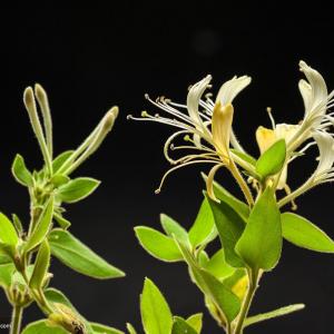 金银花的繁殖方法和栽培技术
